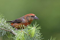 Red Crossbill ( Loxia curvirostra) male, western Montana