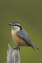 Red-breasted Nuthatch (Sitta canadensis), western Montana