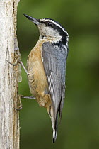Red-breasted Nuthatch (Sitta canadensis), western Montana