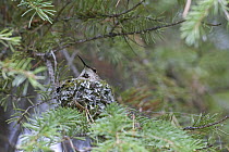 Rufous Hummingbird (Selasphorus rufus) female on nest in Spruce (Picea sp) tree, western Montana