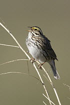 Savannah Sparrow (Passerculus sandwichensis) singing, western Montana