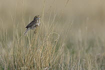 Savannah Sparrow (Passerculus sandwichensis) singing on prairie, eastern Montana
