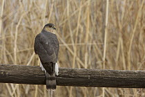 Sharp-shinned Hawk (Accipiter striatus), Montana