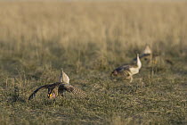 Sharp-tailed Grouse (Tympanuchus phasianellus) males displaying at lek, eastern Montana