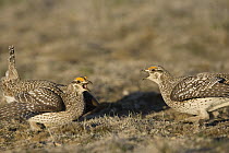 Sharp-tailed Grouse (Tympanuchus phasianellus) males squaring off on lek, eastern Montana
