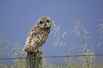 Short-eared Owl (Asio flammeus) on fence post, western Montana