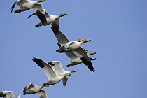 Snow Goose (Chen caerulescens) flock flying, central Montana