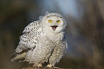 Snowy Owl (Nyctea scandiaca) calling, Washington