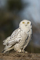 Snowy Owl (Nyctea scandiaca), Washington