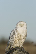 Snowy Owl (Nyctea scandiaca), Washington