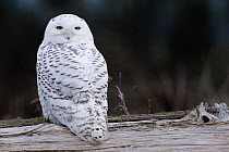 Snowy Owl (Nyctea scandiaca) on drift wood, Washington