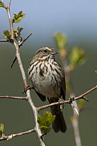 Song Sparrow (Melospiza melodia), western Montana