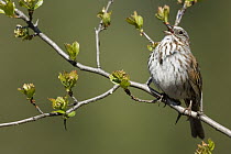 Song Sparrow (Melospiza melodia) singing, western Montana