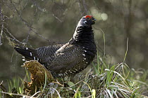 Spruce Grouse (Falcipennis canadensis) male displaying, western Montana