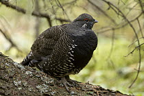 Spruce Grouse (Falcipennis canadensis) male, western Montana
