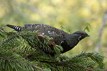 Spruce Grouse (Falcipennis canadensis) male, western Montana
