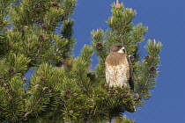 Swainson's Hawk (Buteo swainsoni), central Wyoming