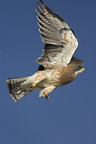 Swainson's Hawk (Buteo swainsoni) flying, central Wyoming