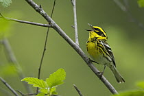 Townsend's Warbler (Setophaga townsendi) male singing, western Montana