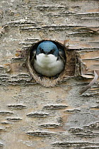 Tree Swallow (Tachycineta bicolor) male at nest cavity, western Montana