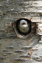 Tree Swallow (Tachycineta bicolor) female at nest cavity, western Montana