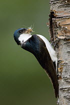 Tree Swallow (Tachycineta bicolor) male at nest cavity with insect prey, western Montana