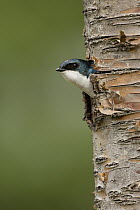 Tree Swallow (Tachycineta bicolor) male peeking out of nest cavity, western Montana