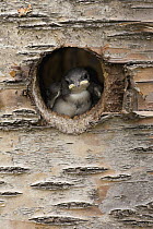 Tree Swallow (Tachycineta bicolor) young in nest cavity, western Montana