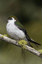 Violet-green Swallow (Tachycineta thalassina) male, western Montana