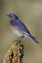 Western Bluebird (Sialia mexicana) male, western Montana