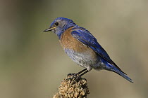 Western Bluebird (Sialia mexicana) male, western Montana