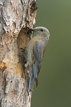 Western Bluebird (Sialia mexicana) female at nest cavity entrance with insect in beak, western Montana