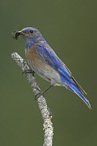 Western Bluebird (Sialia mexicana) male with insect in beak, western Montana