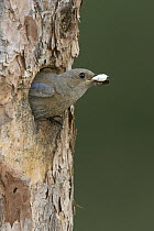 Western Bluebird (Sialia mexicana) female exiting nest cavity with fecal sac, western Montana