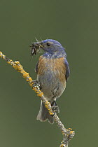 Western Bluebird (Sialia mexicana) male with insect prey, western Montana