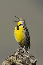 Western Meadowlark (Sturnella neglecta) singing, western Montana