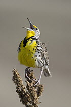 Western Meadowlark (Sturnella neglecta) singing, western Montana