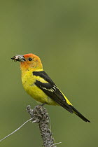Western Tanager (Piranga ludoviciana) male with insect prey, western Montana
