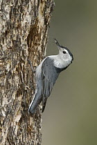 White-breasted Nuthatch (Sitta carolinensis) at nest cavity with insect prey, western Montana