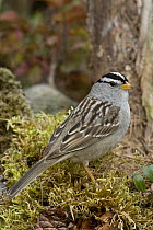 White-crowned Sparrow (Zonotrichia leucophrys), western Montana