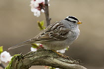 White-crowned Sparrow (Zonotrichia leucophrys), western Montana