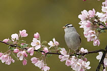 White-crowned Sparrow (Zonotrichia leucophrys) in flowering tree, western Montana