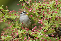 White-crowned Sparrow (Zonotrichia leucophrys) surrounded by buds, western Montana