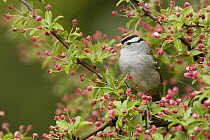 White-crowned Sparrow (Zonotrichia leucophrys) surrounded by buds, western Montana