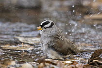 White-crowned Sparrow (Zonotrichia leucophrys) bathing, eastern Montana