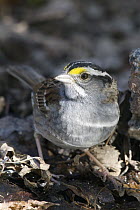 White-throated Sparrow (Zonotrichia albicollis), eastern Montana