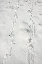 Wild Turkey (Meleagris gallopavo) tracks in snow, western Montana