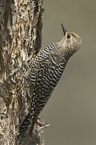 Williamson's Sapsucker (Sphyrapicus thyroideus) female, western Wyoming