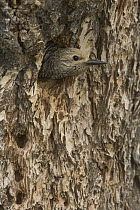 Williamson's Sapsucker (Sphyrapicus thyroideus) female at nest cavity, western Wyoming
