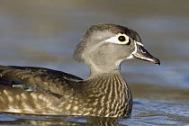 Wood Duck (Aix sponsa) female, western Montana
